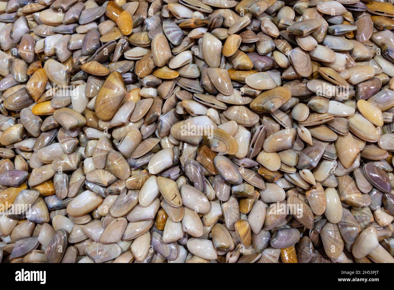 View of Texture of raw clams (coquina) Stock Photo