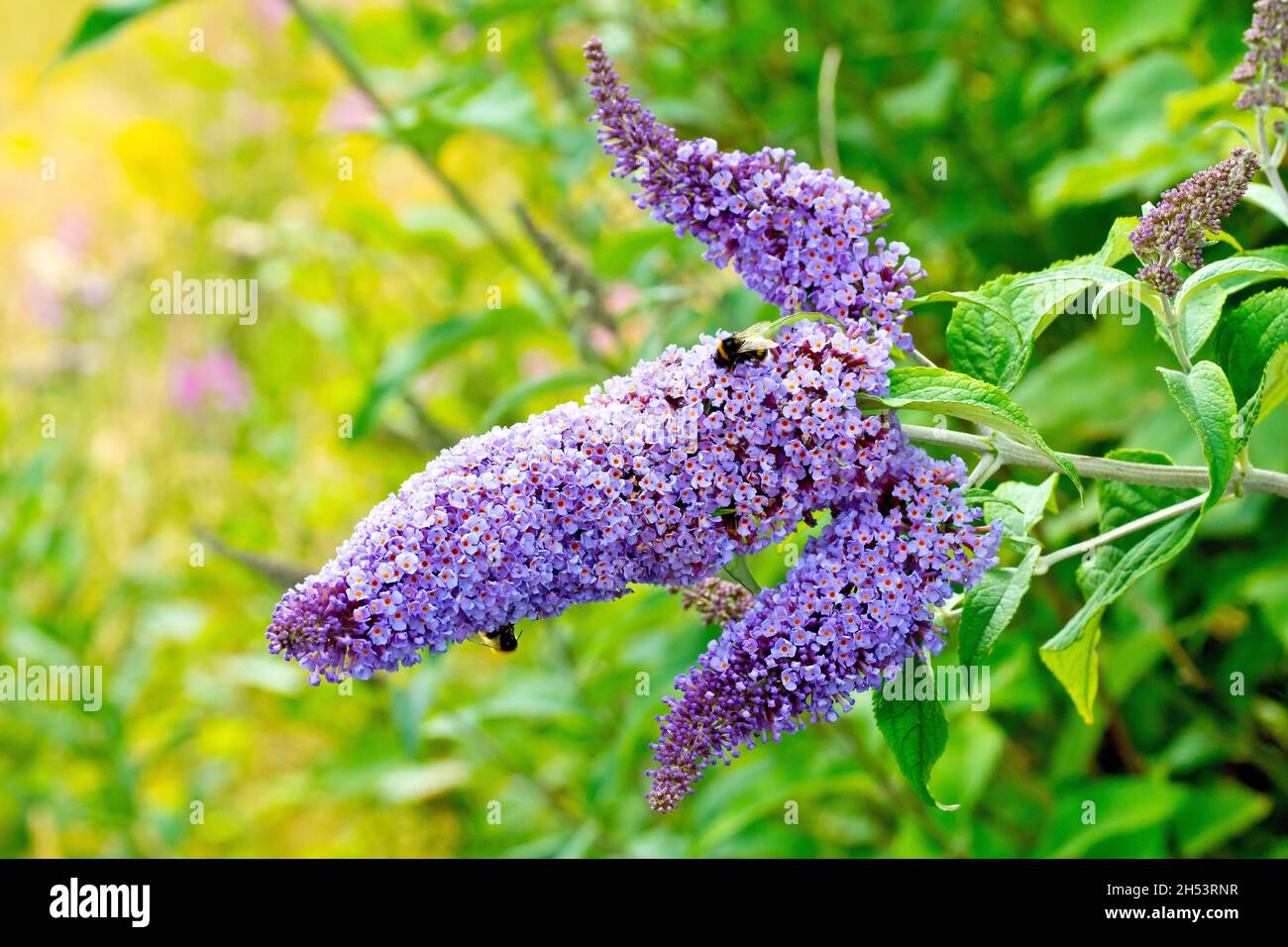 Buddleia or Buddleja (buddleja davidii), also known as Butterfly Bush, close up showing three flowering spikes in full bloom. Stock Photo