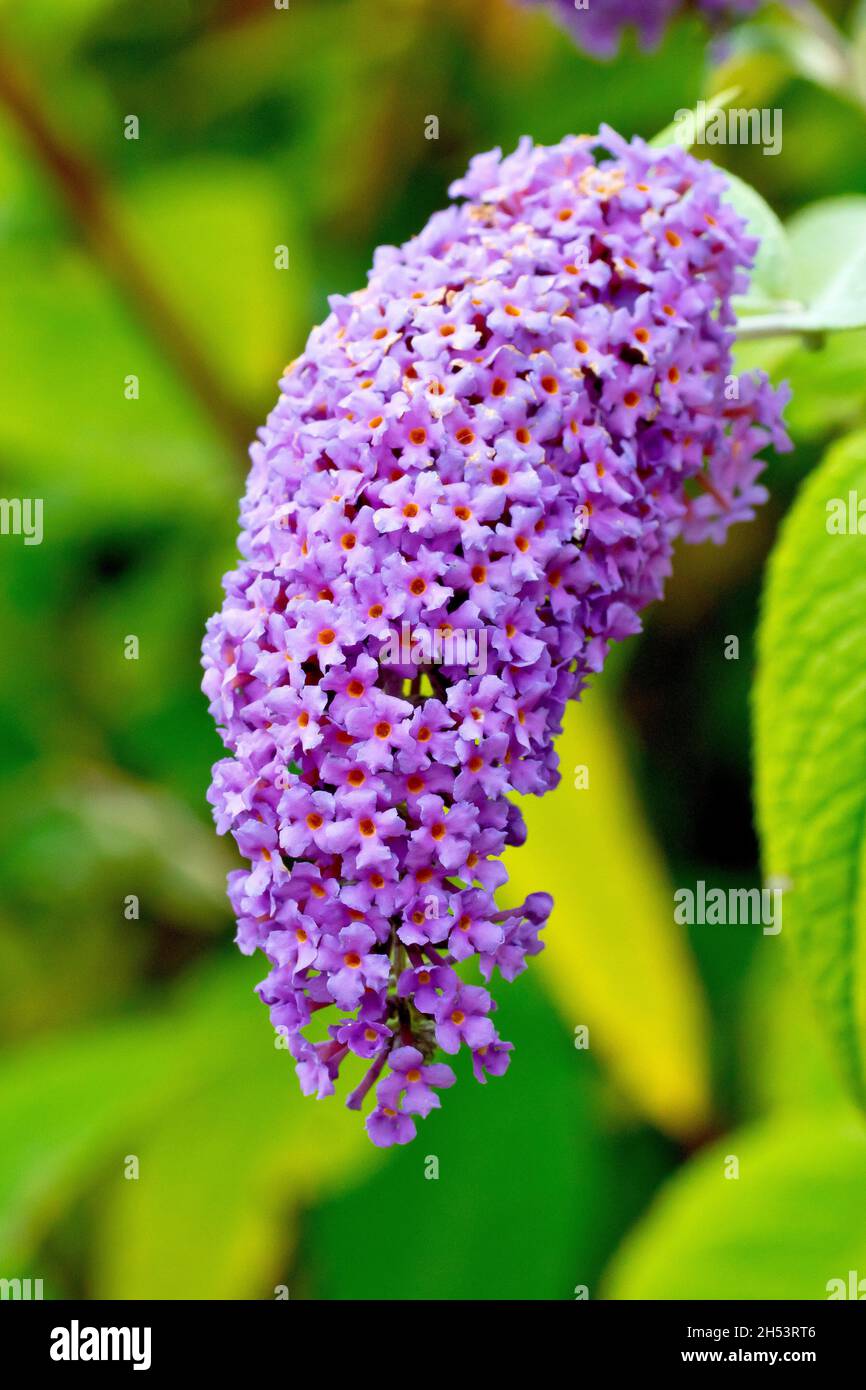 Buddleia or Buddleja (buddleja davidii), also known as Butterfly Bush, close up of single flowering spike in full bloom. Stock Photo