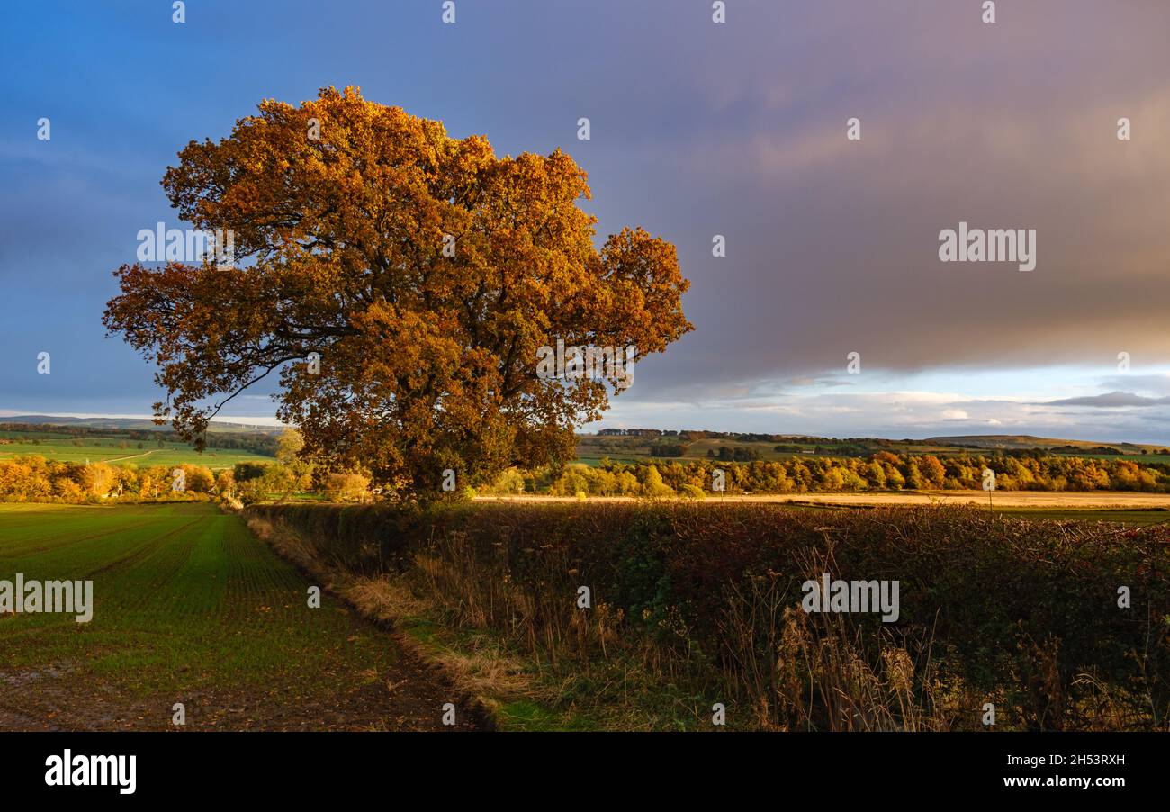 Vogrie park hires stock photography and images Alamy