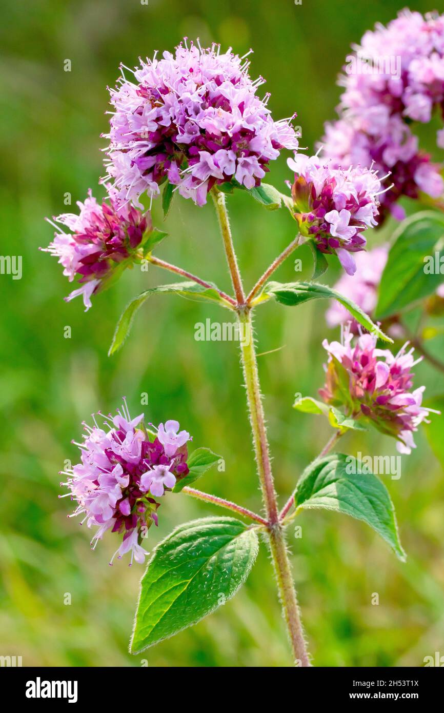 Marjoram (origanum vulgare), close up showing the plant in full bloom with several heads of small pink flowers. Stock Photo