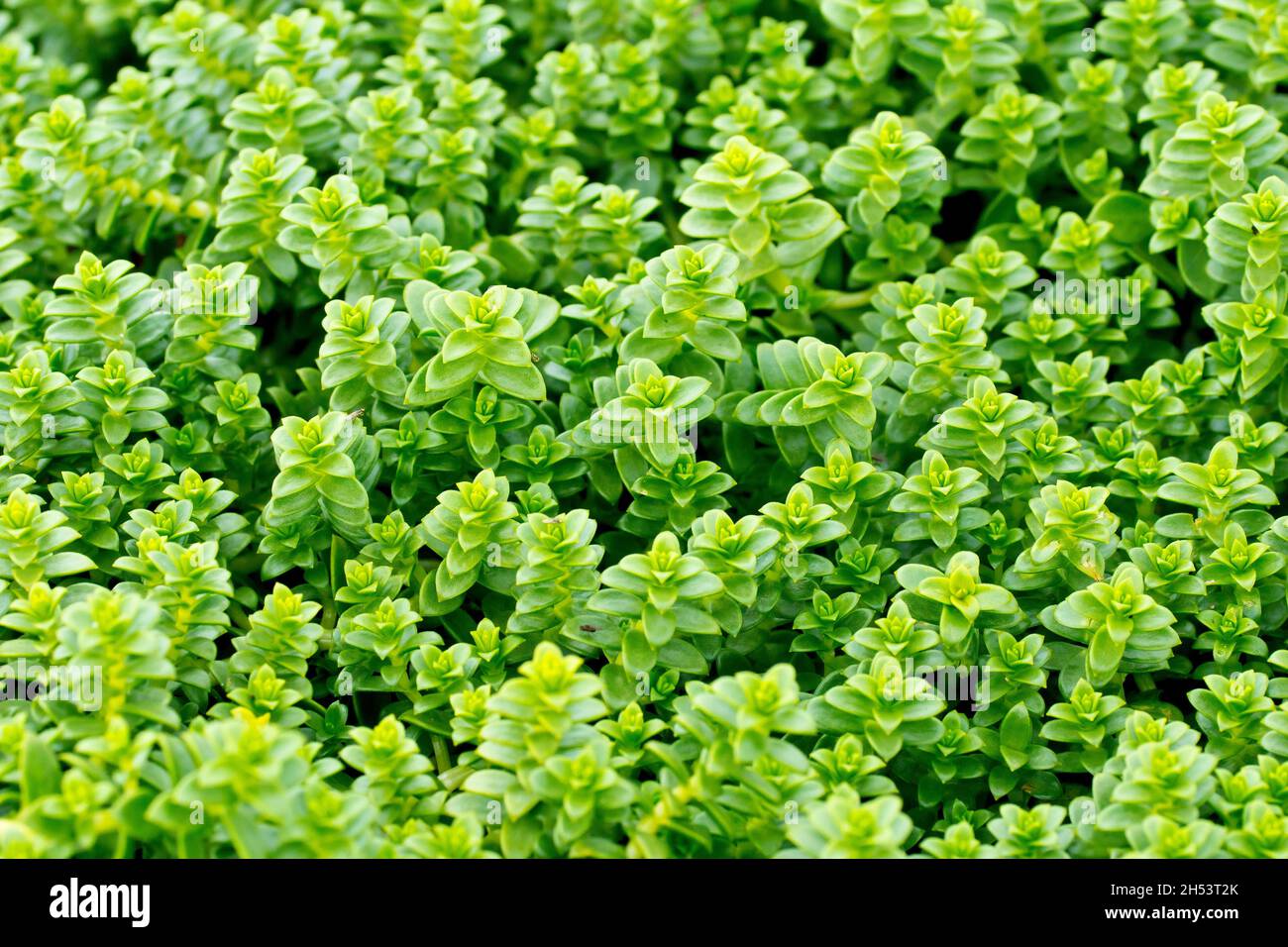 Sea Sandwort (honkenya peploides), close up showing a thick mat of the coastal plant growing at the high tide line. Stock Photo