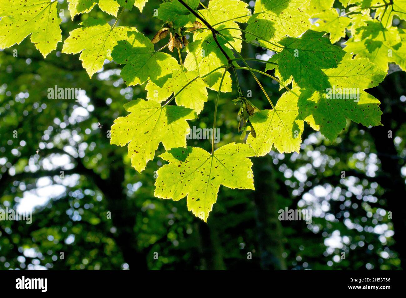 Sycamore (acer pseudoplatanus), close up showing a branch of green leaves of the tree, back lit against the dark of other trees. Stock Photo