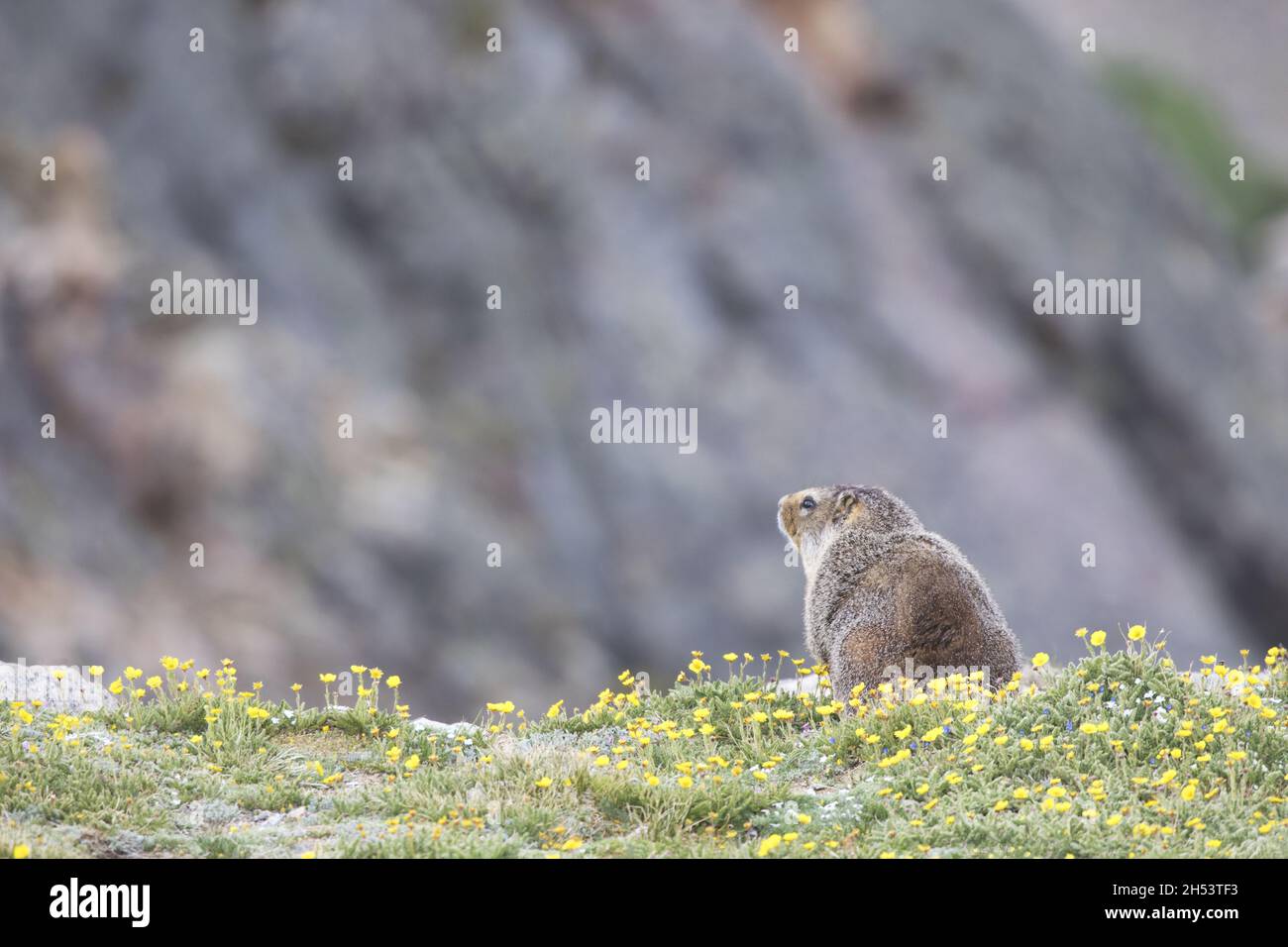 Yellow-bellied Marmot at alpine meadow cliff edge gazes over the high elevations of Beartooth Pass and Absaroka Mountains of American Scenic Byway Stock Photo