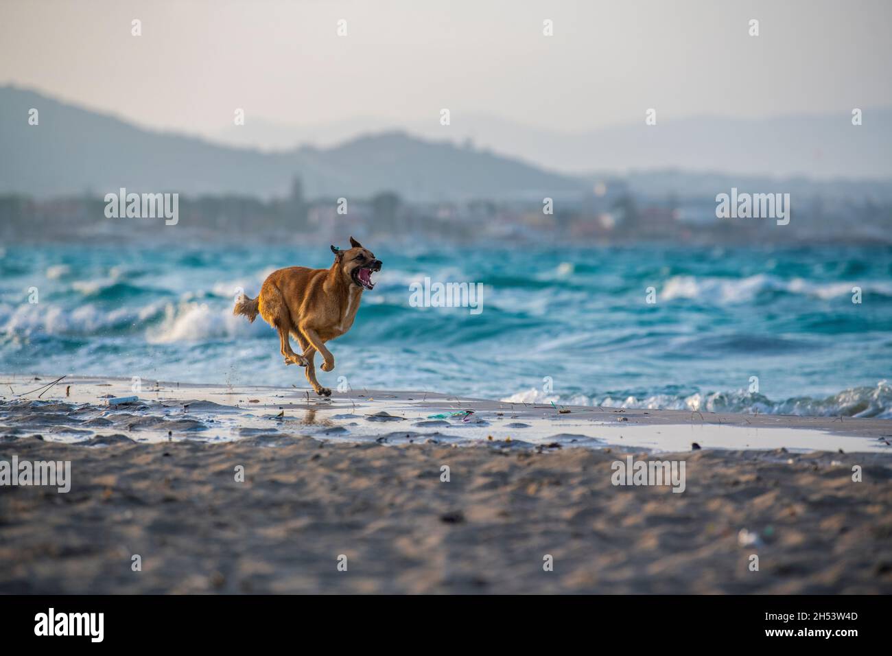 A stray dog runs along the shore on Ilica Plaji in Alacati, İzmir, Turkey on the Çeşme Peninsula on the Aegean Sea. Stock Photo