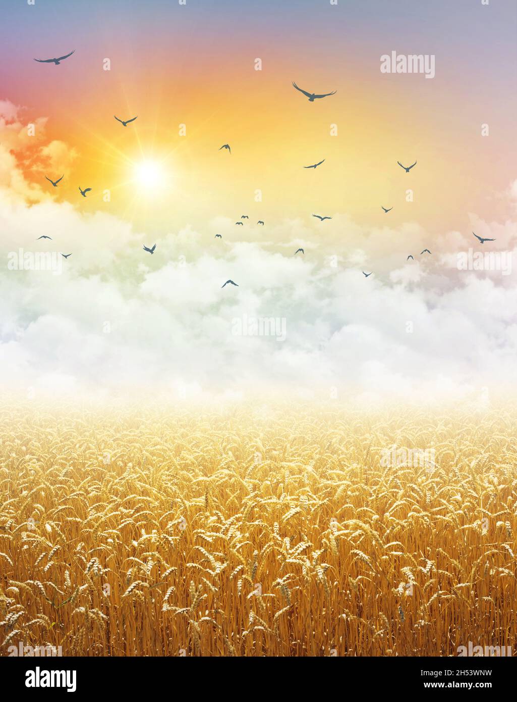 Gold wheat field growing under a colorful sky, low white clouds, flying birds and the rising sun Stock Photo