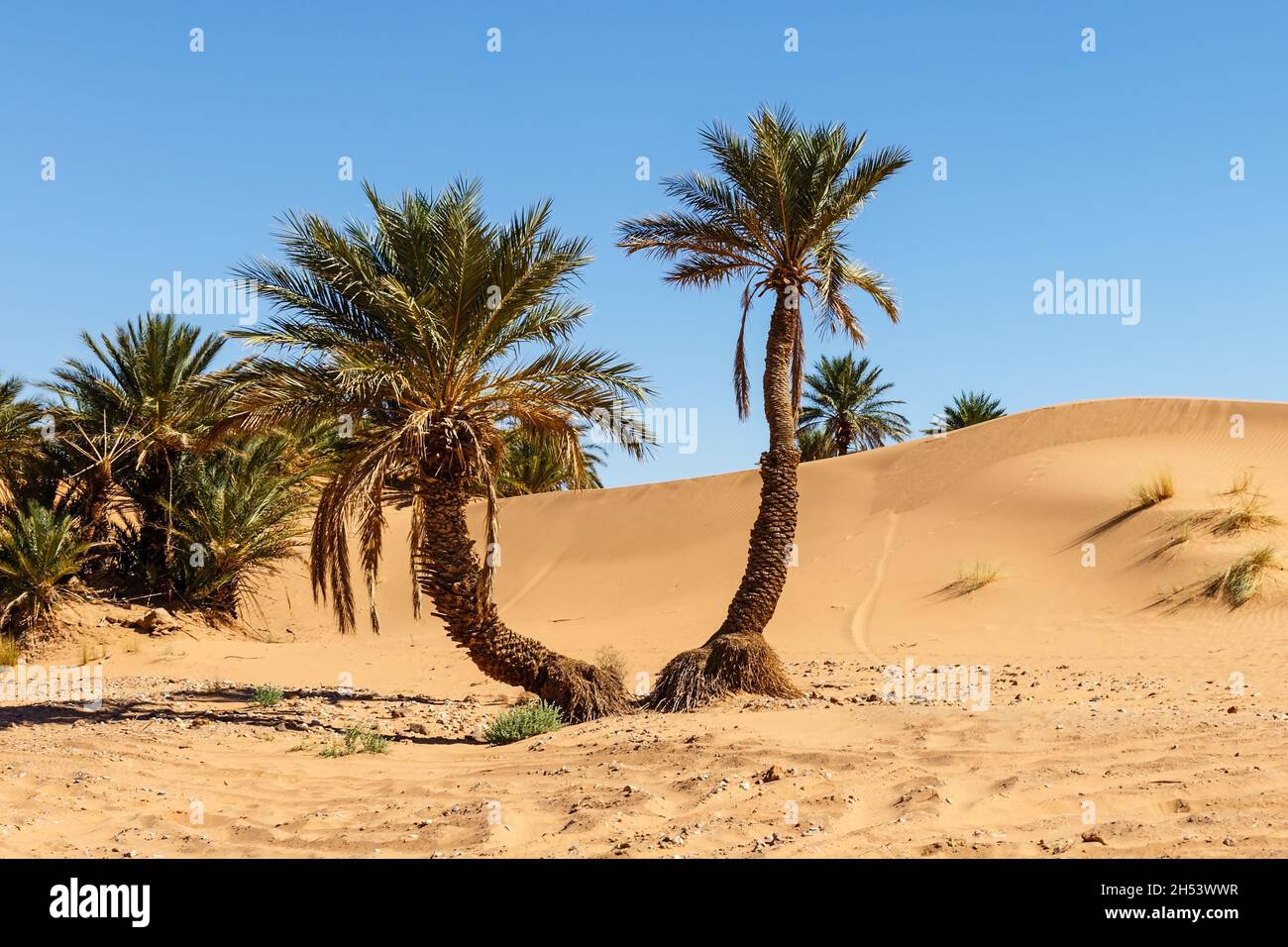 palm trees in the sahara desert. Sand dune and trees in the desert