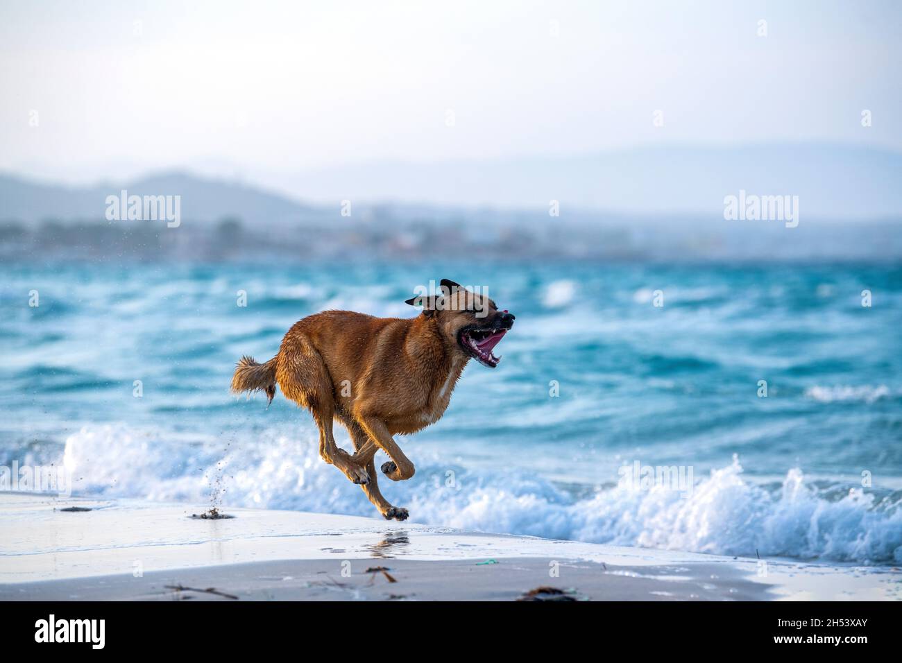 A stray dog runs along the shore on Ilica Plaji in Alacati, İzmir, Turkey on the Çeşme Peninsula on the Aegean Sea. Stock Photo