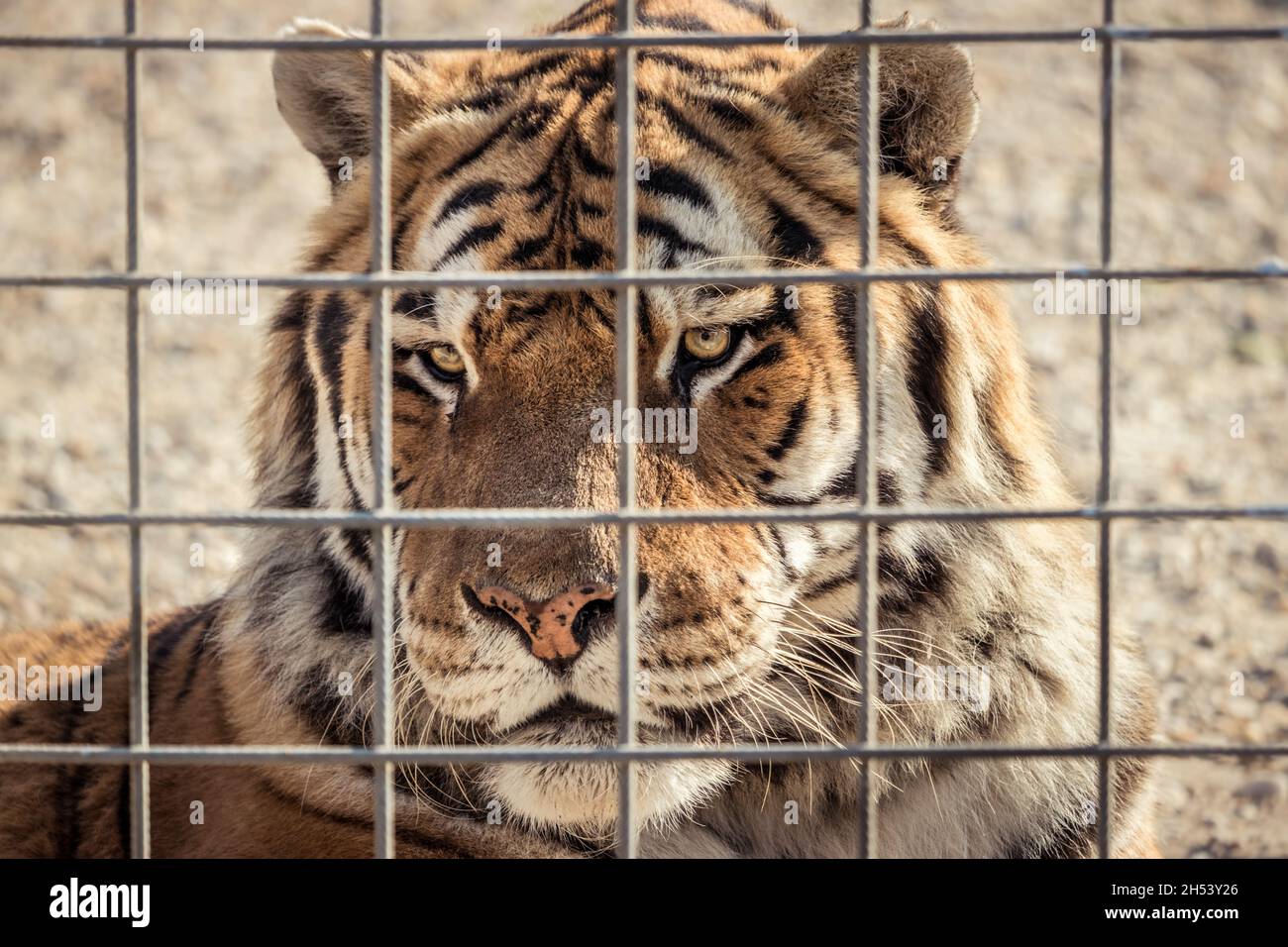 Cage tigre hi-res stock photography and images - Alamy
