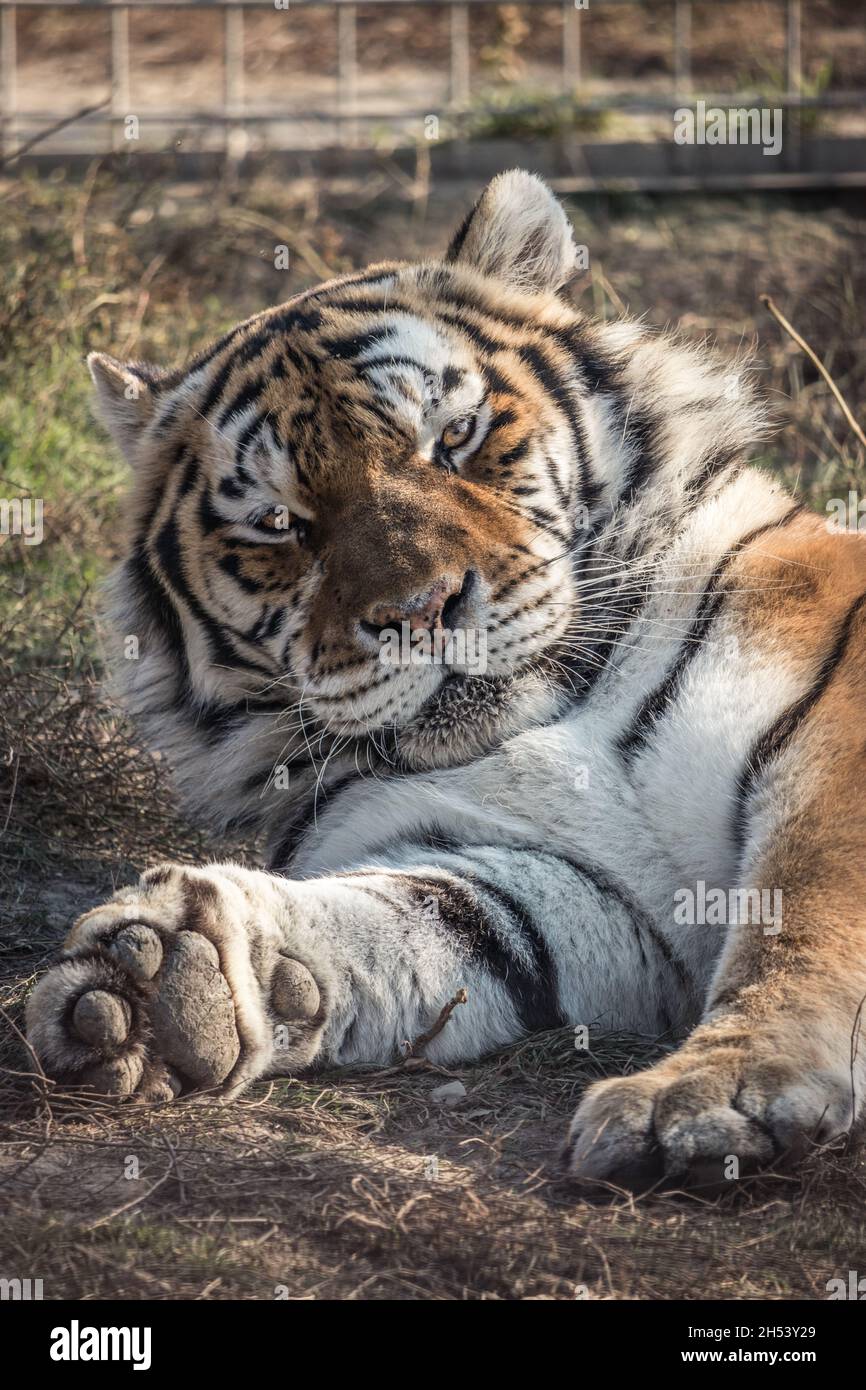 Close up portrait of a Siberian tiger lying in a big cat sanctuary in Slovakia Stock Photo