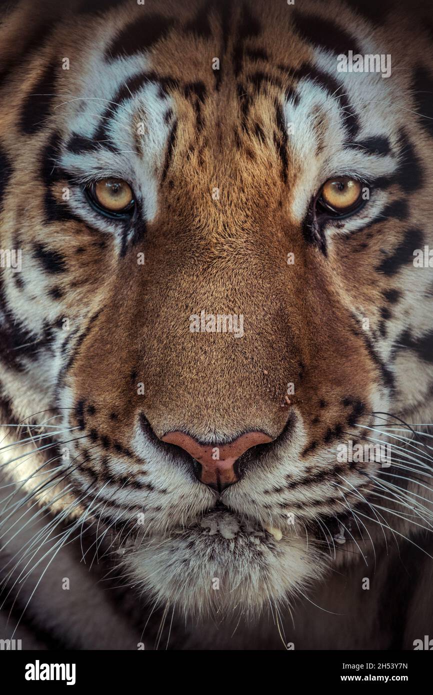 Close up portrait of a Siberian tiger in a big cat sanctuary in Slovakia Stock Photo