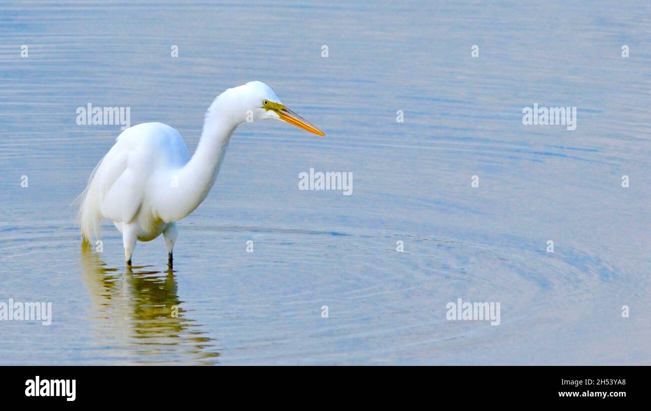 Great Egret (Ardea alba) hunting inside a round expanding ripple.  Horizontal background. Copy space. Background. Stock Photo