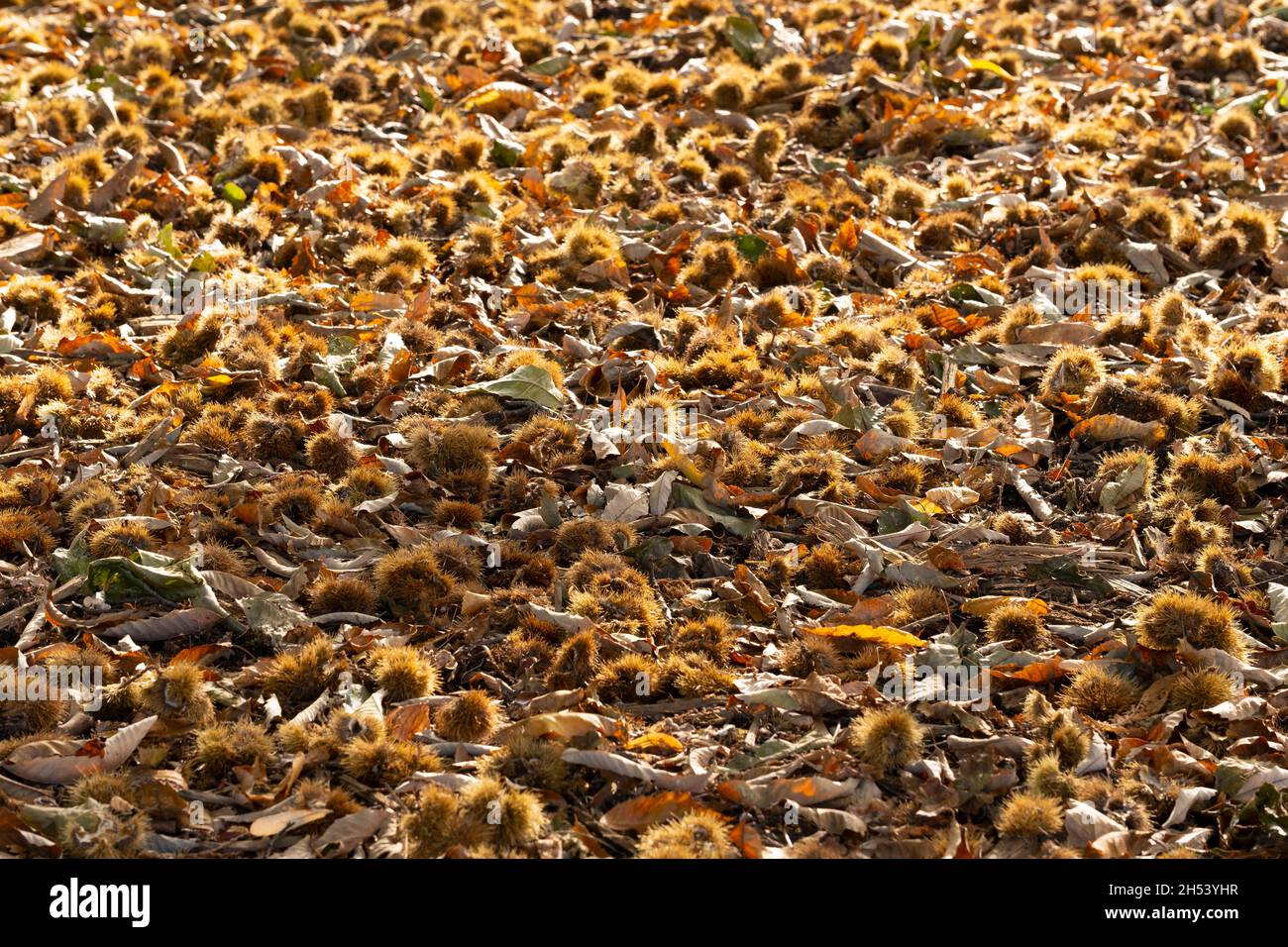 Fallen london hi-res stock photography and images - Alamy