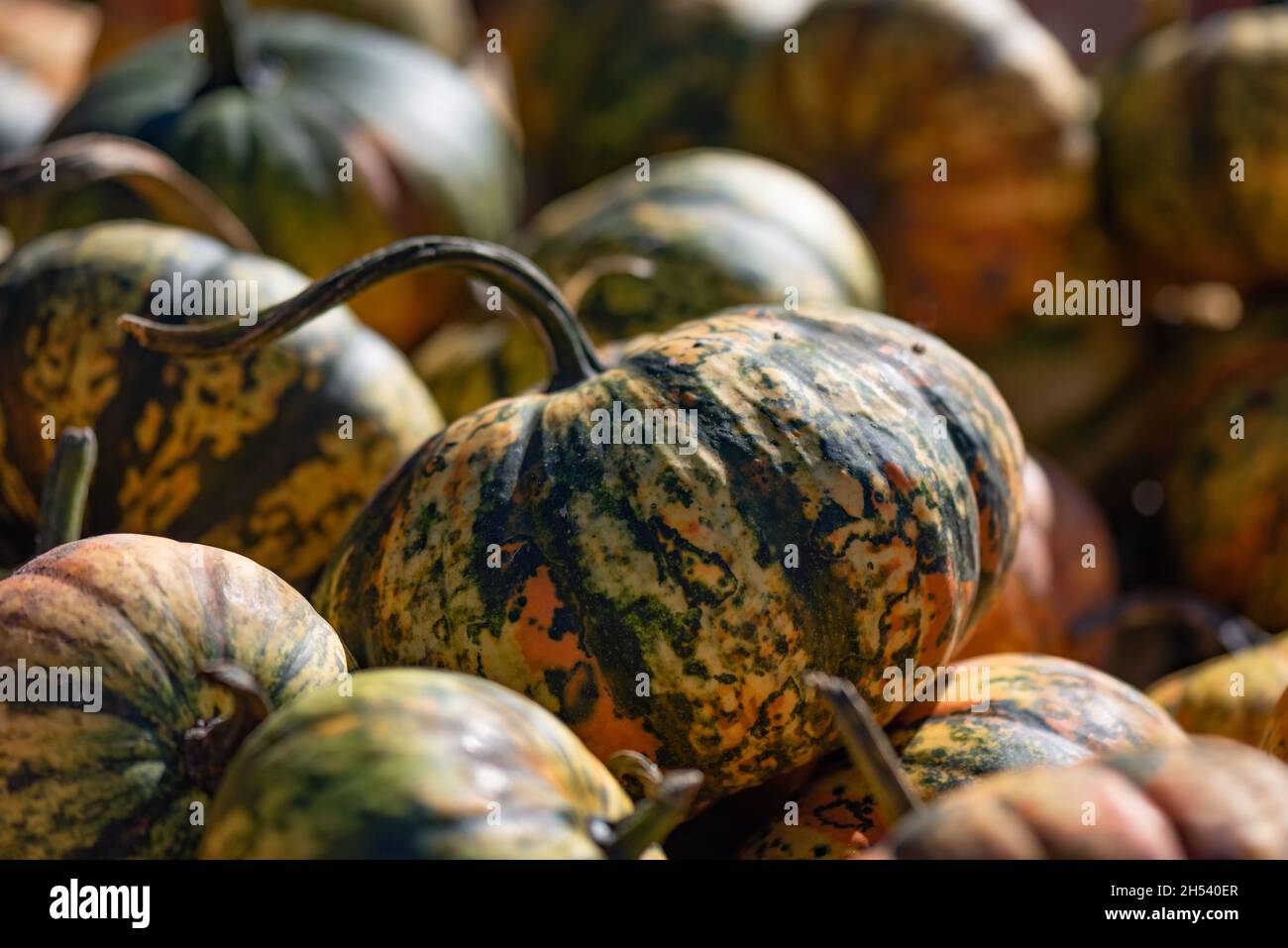 A pile of gourds in various colors Stock Photo