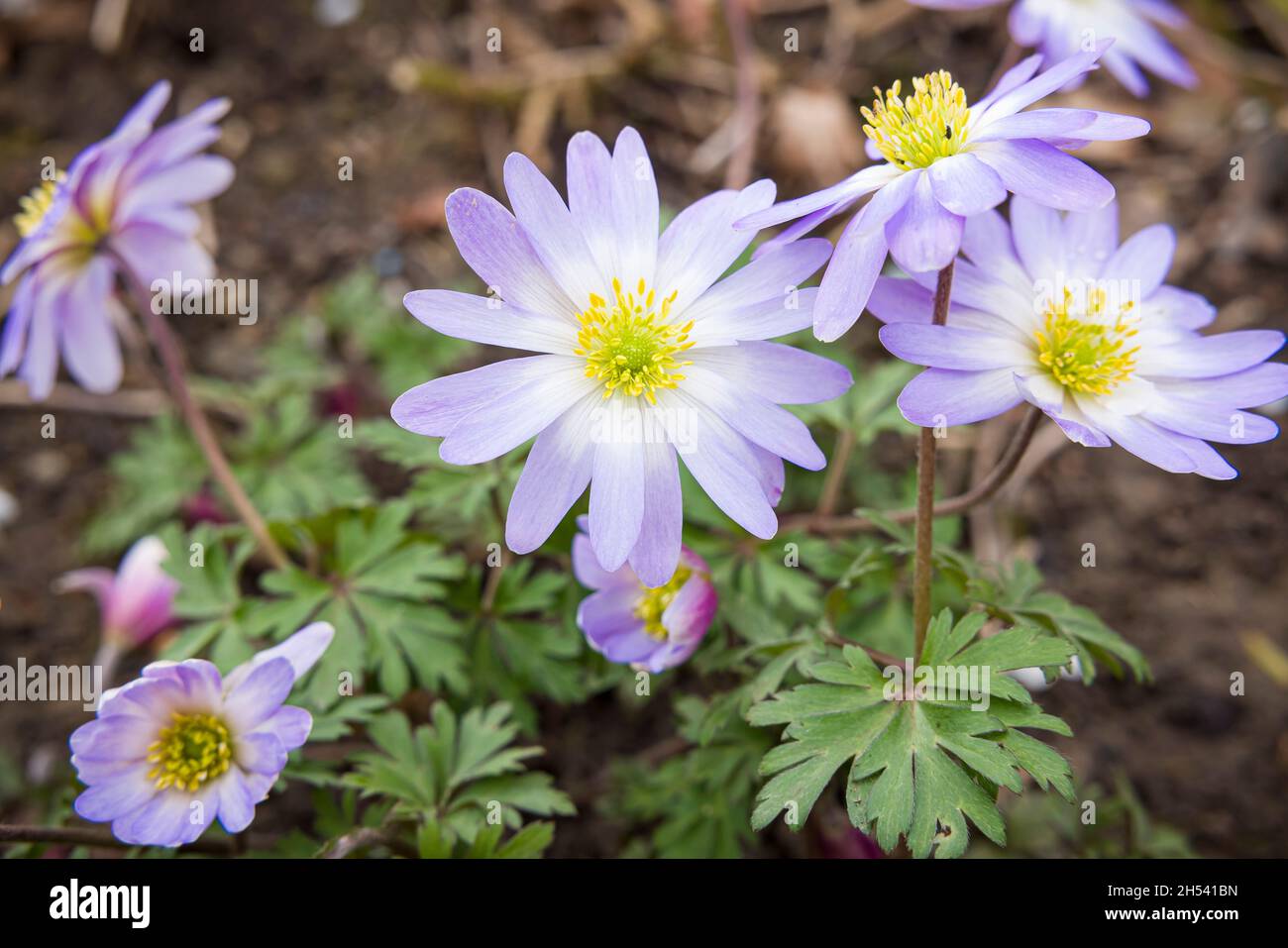 Anemone blanda plant close up with purple or blue flowers, detail of perennial plants flowering in spring in a UK garden border Stock Photo