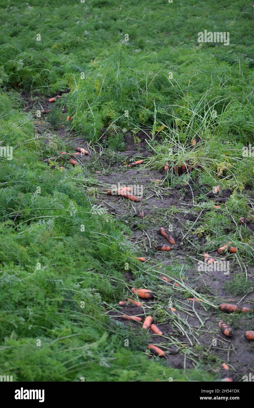 brazen Beaver has looted Carrot-field Stock Photo