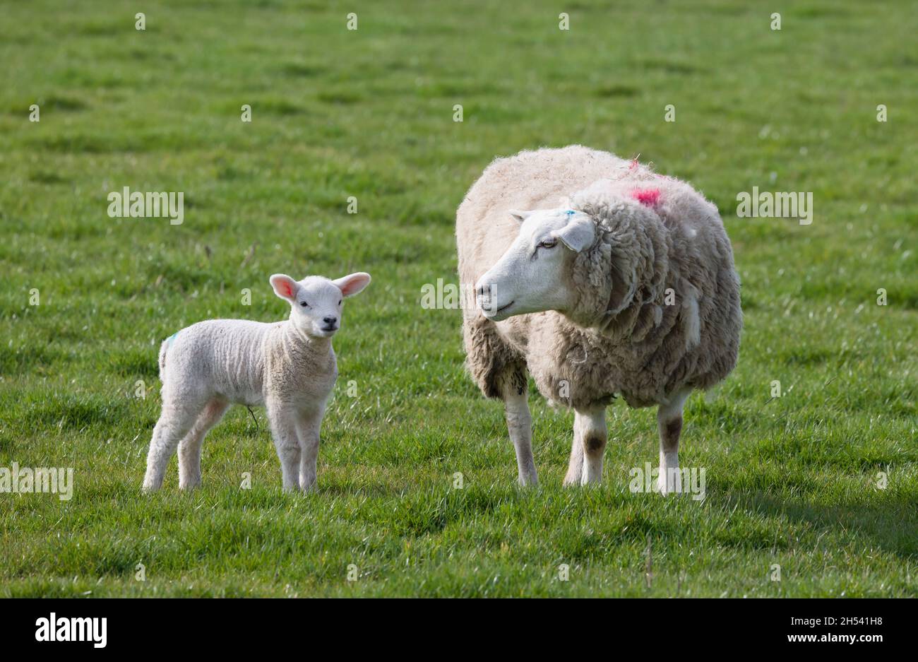 Sheep with baby lamb in a field in spring, UK farm Stock Photo