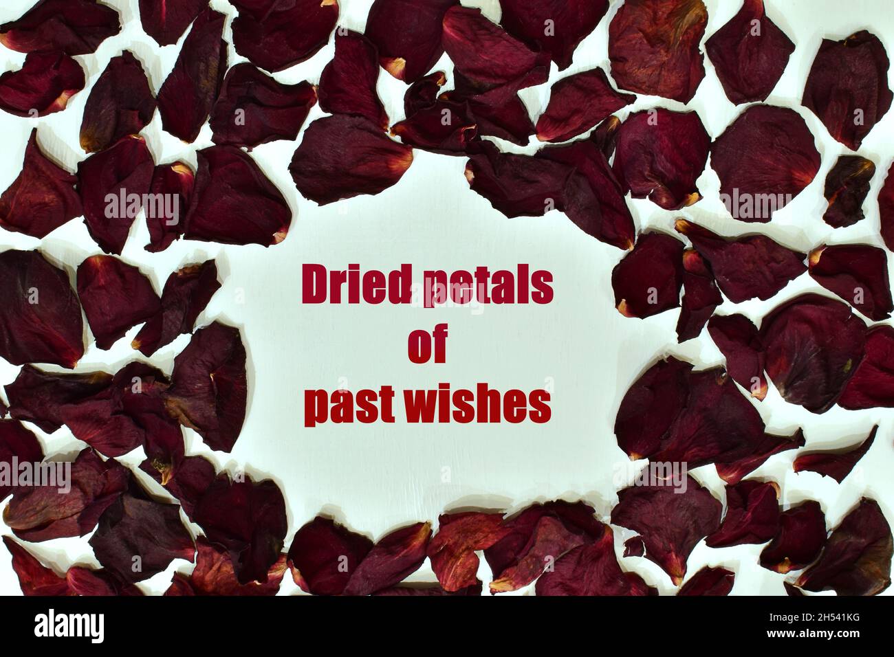 Red rose fallen dried petals on white background with the text in the center Stock Photo