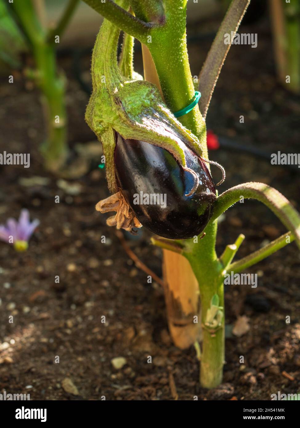 First fruits of the aubergine plant in an organic garden Stock Photo