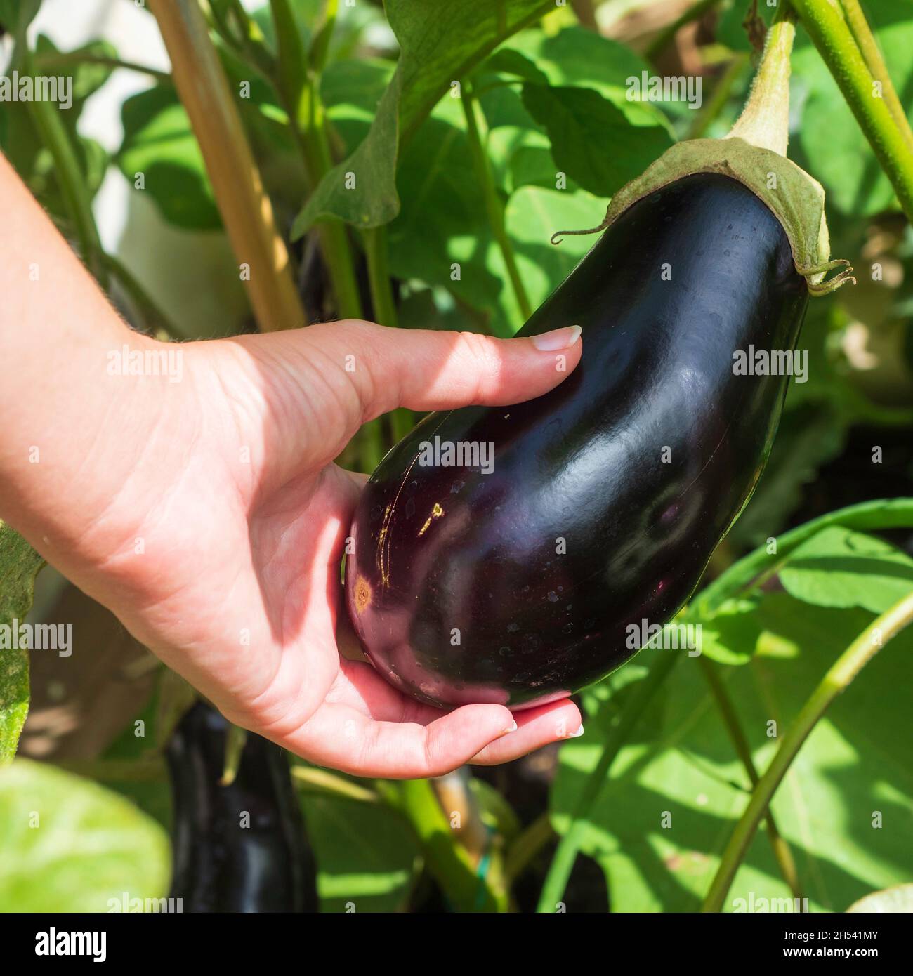 First fruits of the aubergine plant in an organic garden Stock Photo Alamy