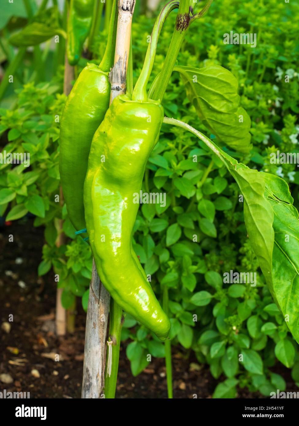Pepper plant with the first fruits on the branches Stock Photo - Alamy