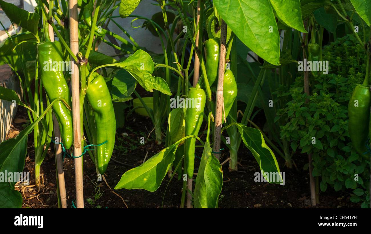 Pepper plant with the first fruits on the branches Stock Photo - Alamy