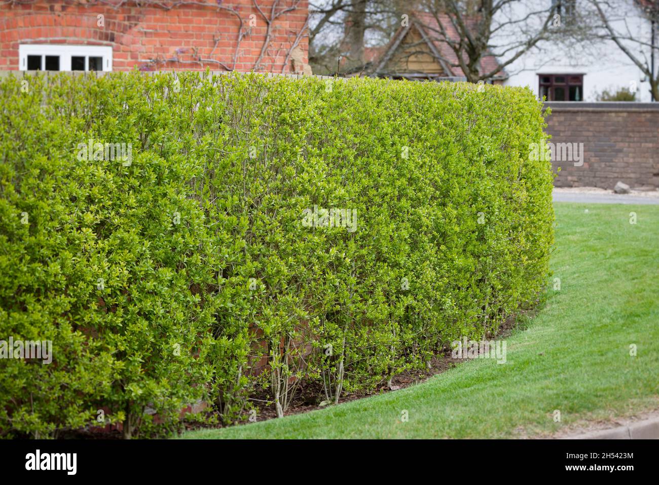 Garden hedge, wild privet (ligustrum vulgare) outside Victorian house in spring time, UK Stock Photo