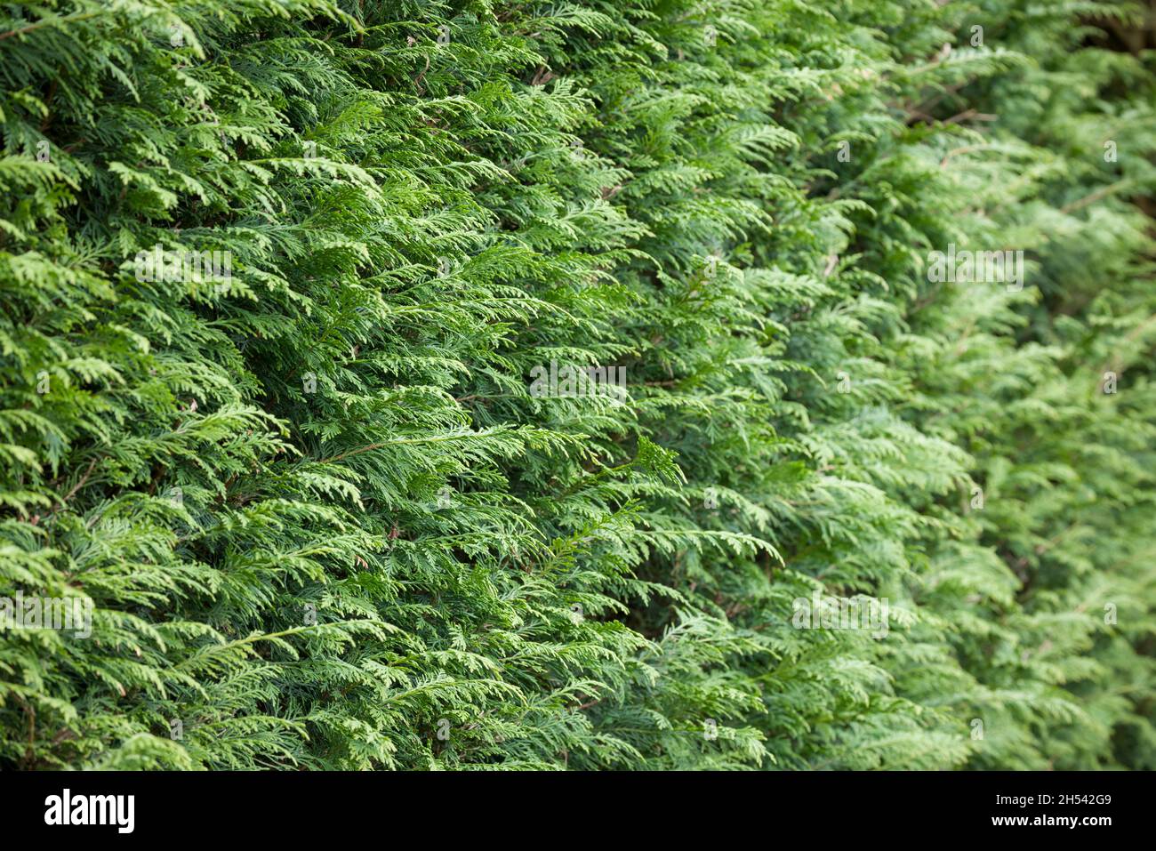 Evergreen garden hedge, leyland cypress (leylandii), close up of leaves in UK garden Stock Photo