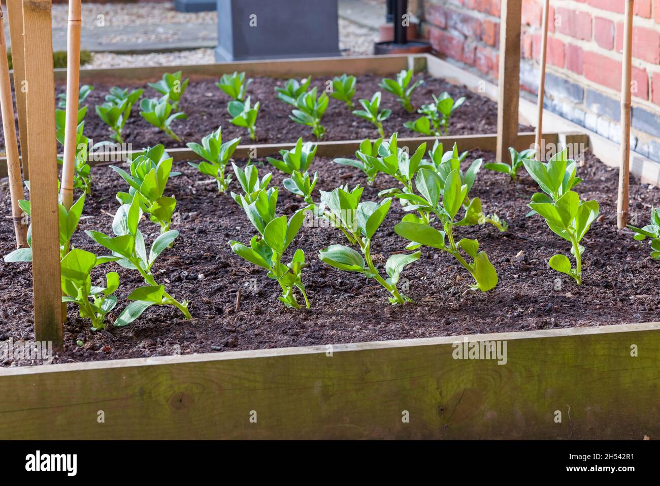Sowing broad beans, fava been plant seedlings growing outside a house in a raised bed, UK garden Stock Photo