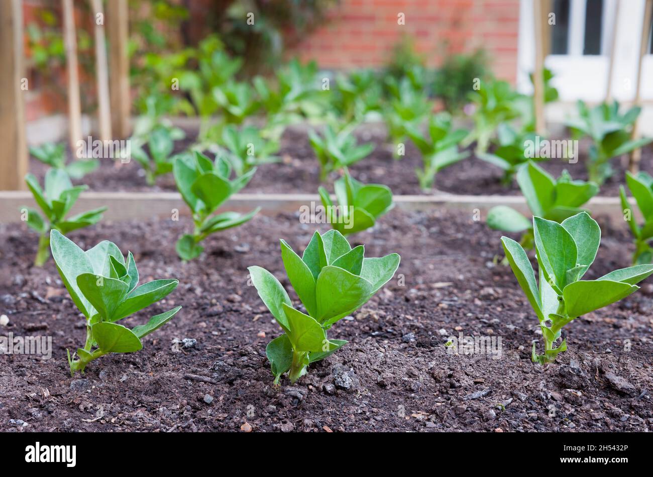 Broad bean plants, young fava bean seedlings growing outside in a UK garden Stock Photo