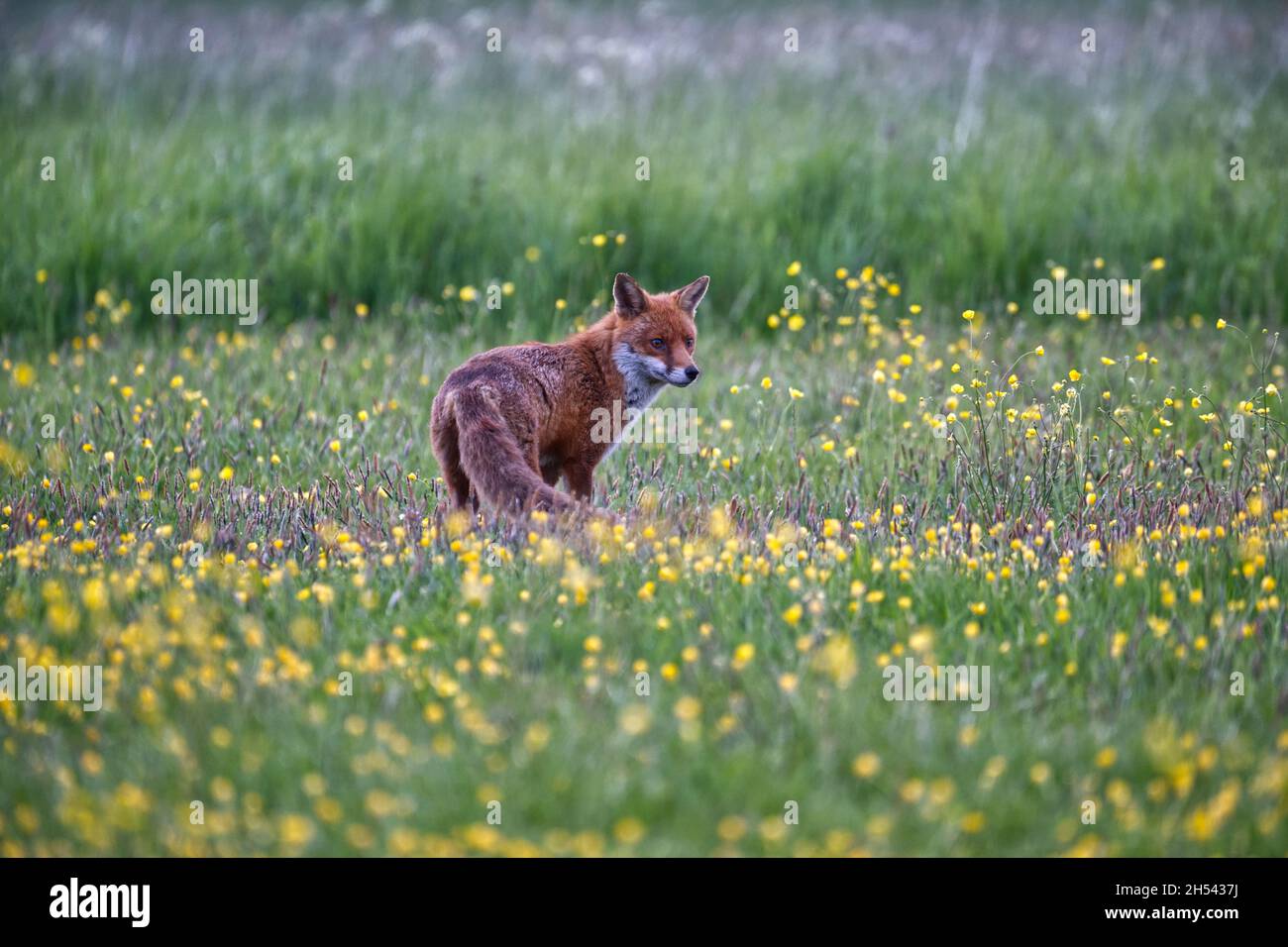 Front facing red fox hi-res stock photography and images - Alamy