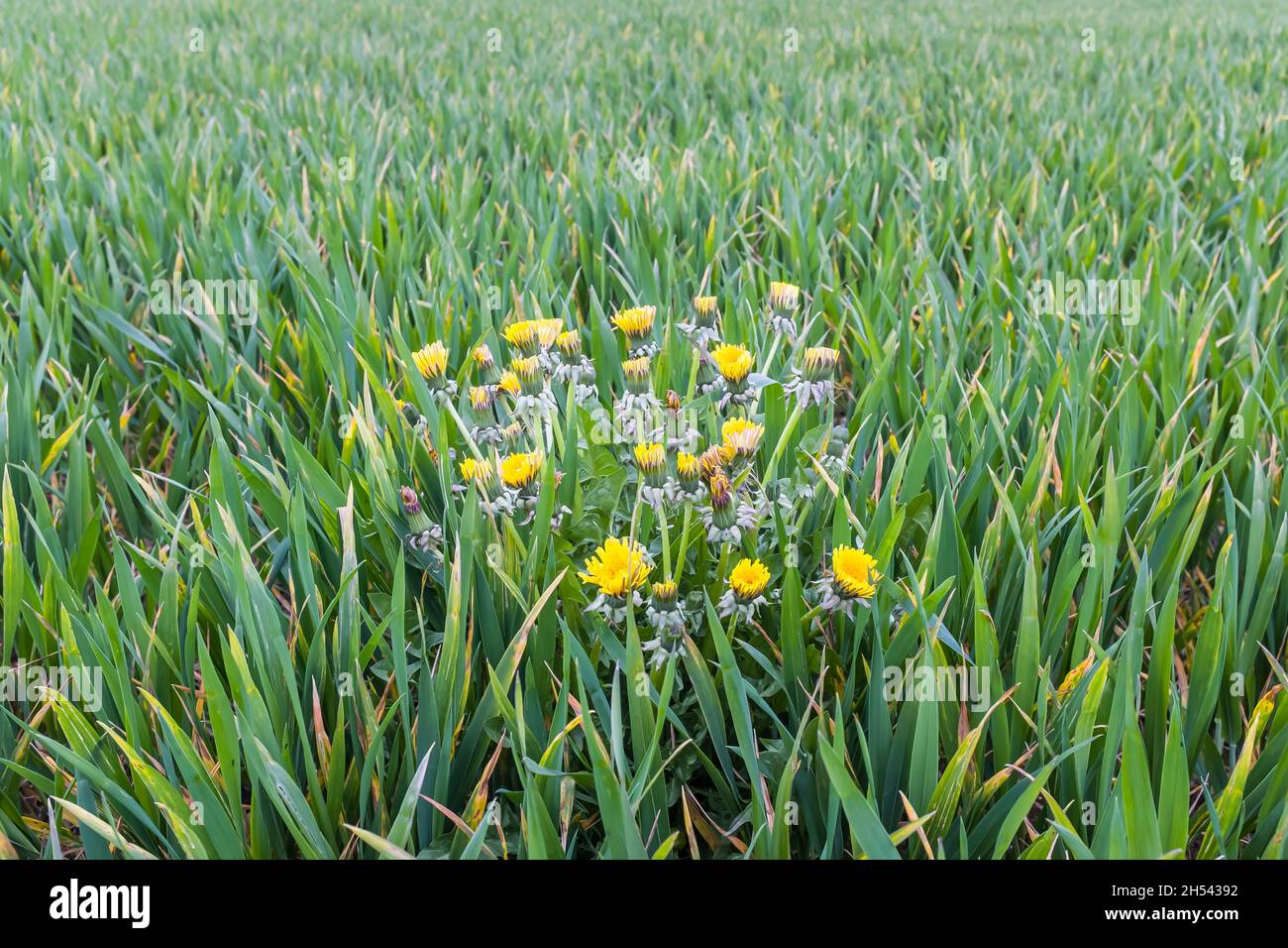 Dandelion weeds growing in a green field of crops, UK. Agriculture weed control and organic farming concept Stock Photo