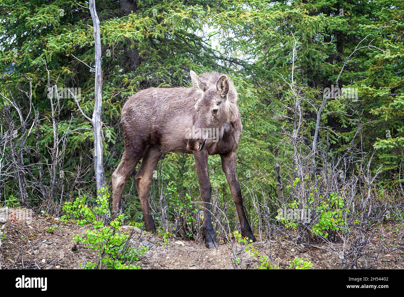 Young moose coming out of the forest in Alaska Stock Photo