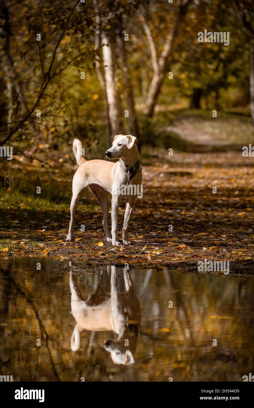 Female dog posing next to a puddle next to her reflection in autumn Stock Photo