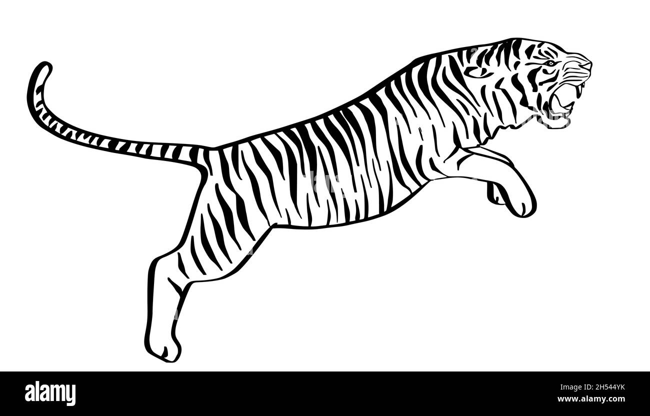 Jumping tiger hand drawn black and white sketch. Angry predator line art mascot. Stock Vector
