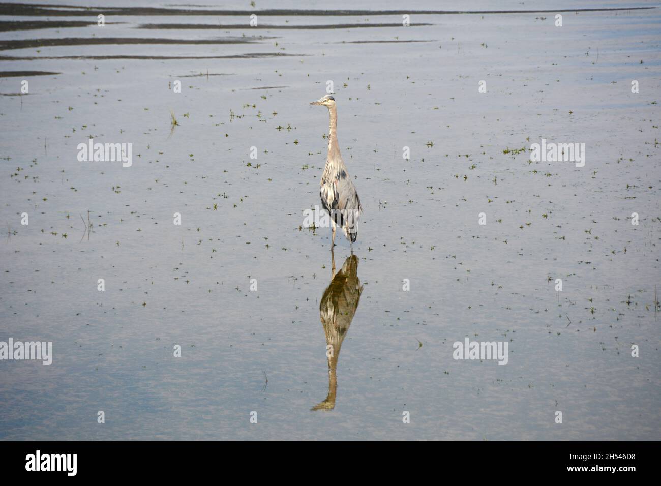A great blue heron standing in the water near the shores of Pitt Lake, a natural bird sanctuary, near Pitt Meadows, British Columbia, Canada. Stock Photo