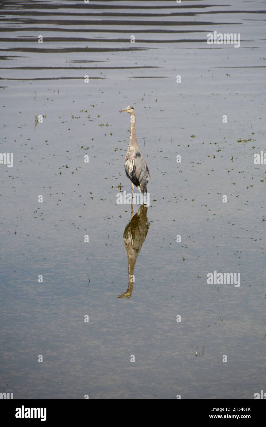 A great blue heron standing in the water near the shores of Pitt Lake, a natural bird sanctuary, near Pitt Meadows, British Columbia, Canada. Stock Photo