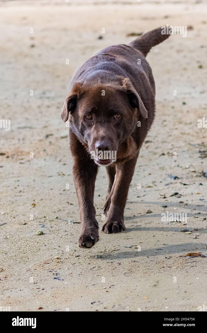 A chocolate labrador running on the beach Stock Photo Alamy