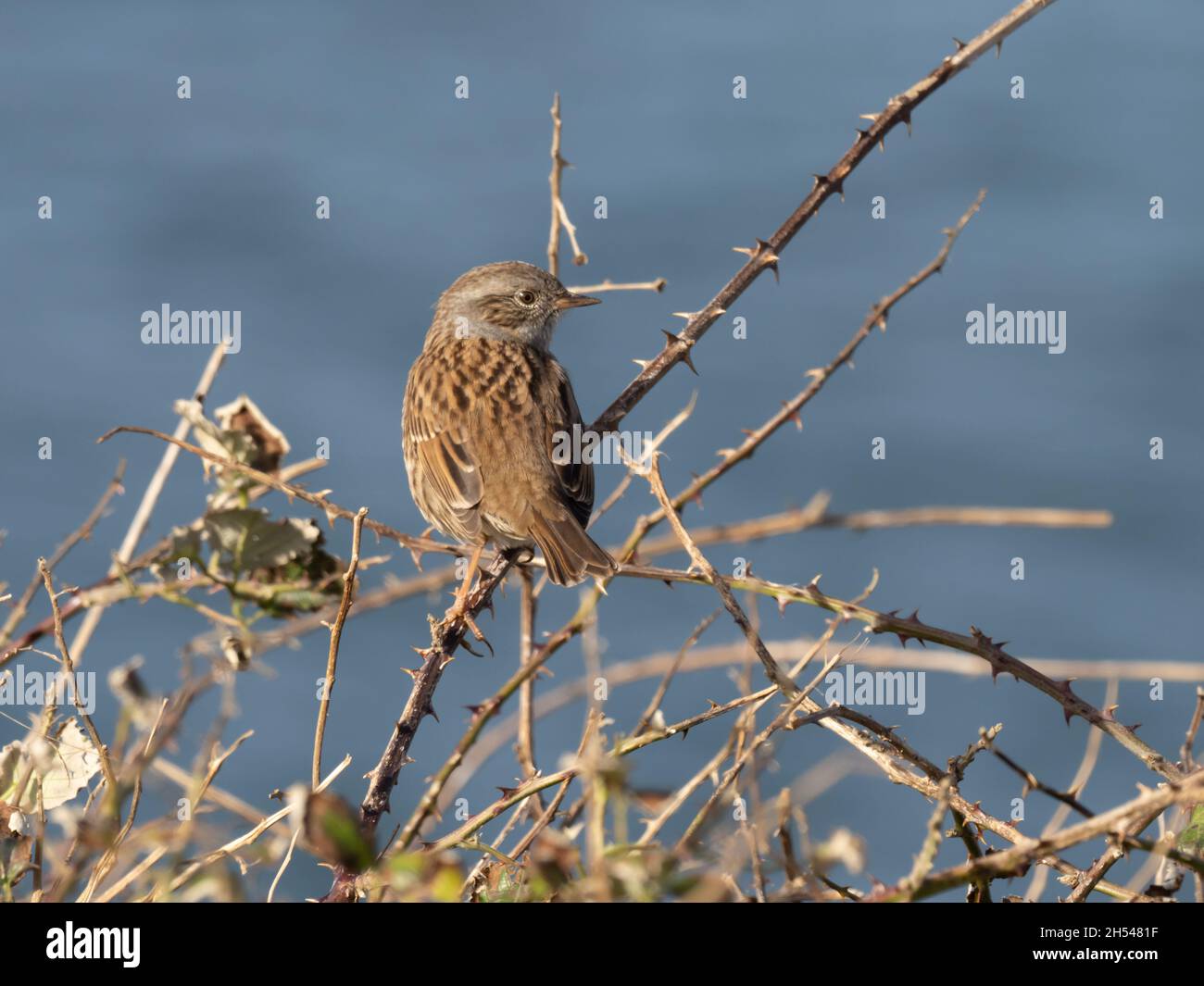 Prunella modularis, a dunnock, also known as hedge accentor, hedge sparrow, or hedge warbler, perched on a bramble bush overlooking the sea. Stock Photo