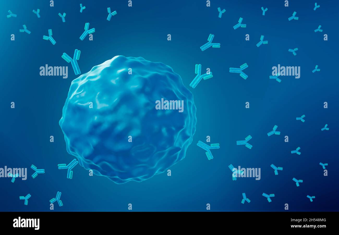 B cell producing antibodies, illustration Stock Photo Alamy