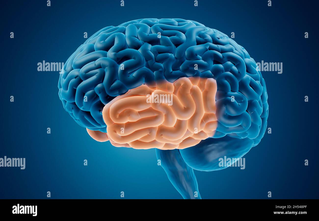 Temporal lobe, illustration Stock Photo Biology Diagrams