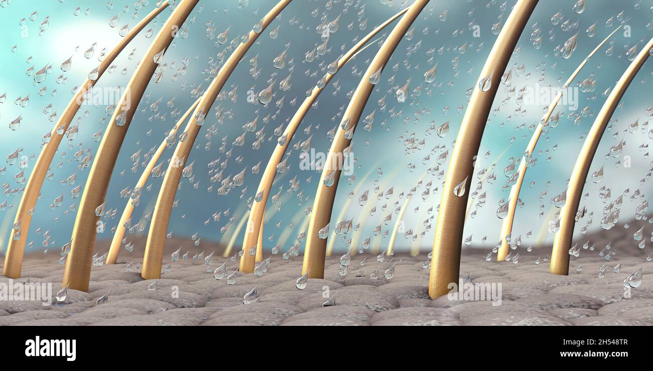 Water drops on hair follicles, illustration Stock Photo Alamy