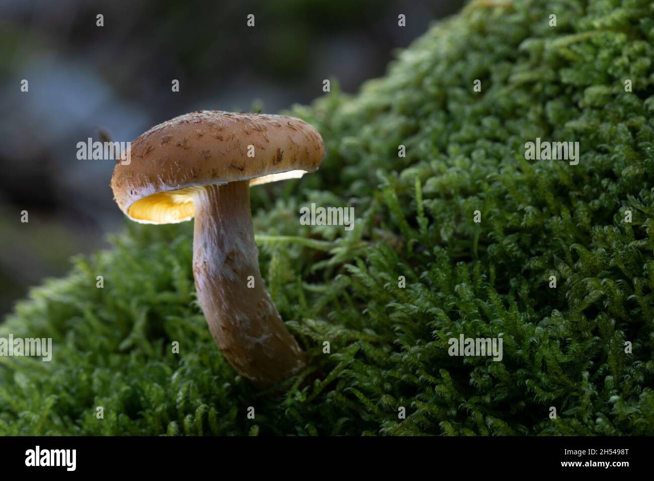 Sun Mushroom Stock Photo
