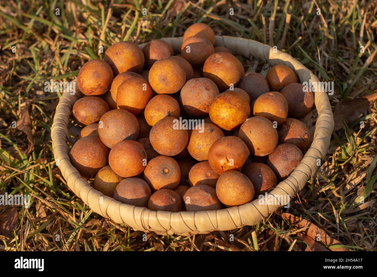 Uapaca kirkiana African wild fruits known as mazhanje or masuku Stock Photo
