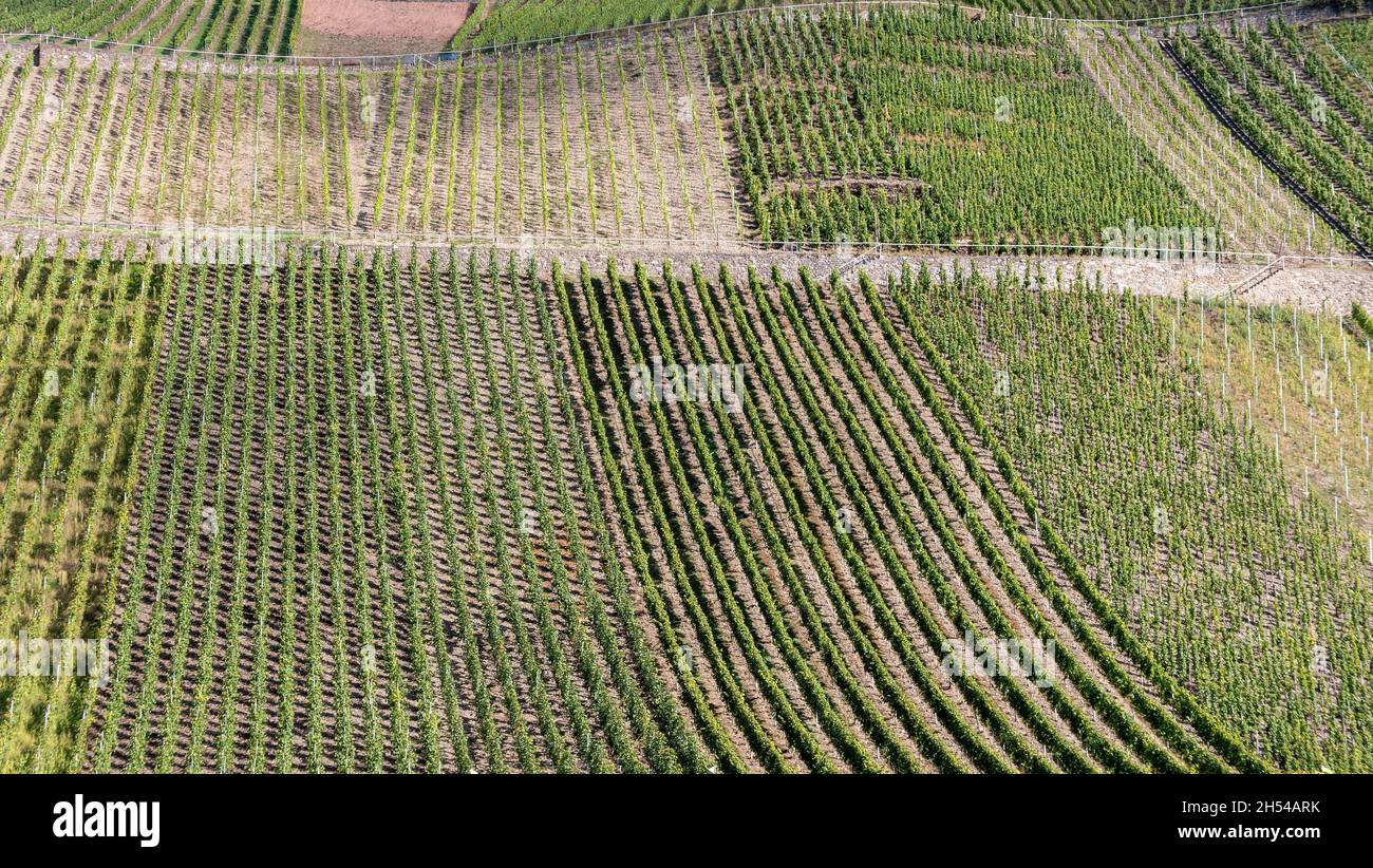 Weinanbaugebiet an der Mosel, Rheinland-Pfalz, Deutschland Stock Photo