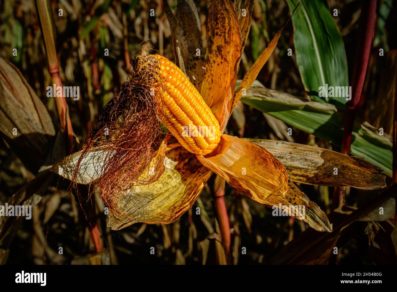 Beautiful autumn colors on a ripe corn cob Stock Photo