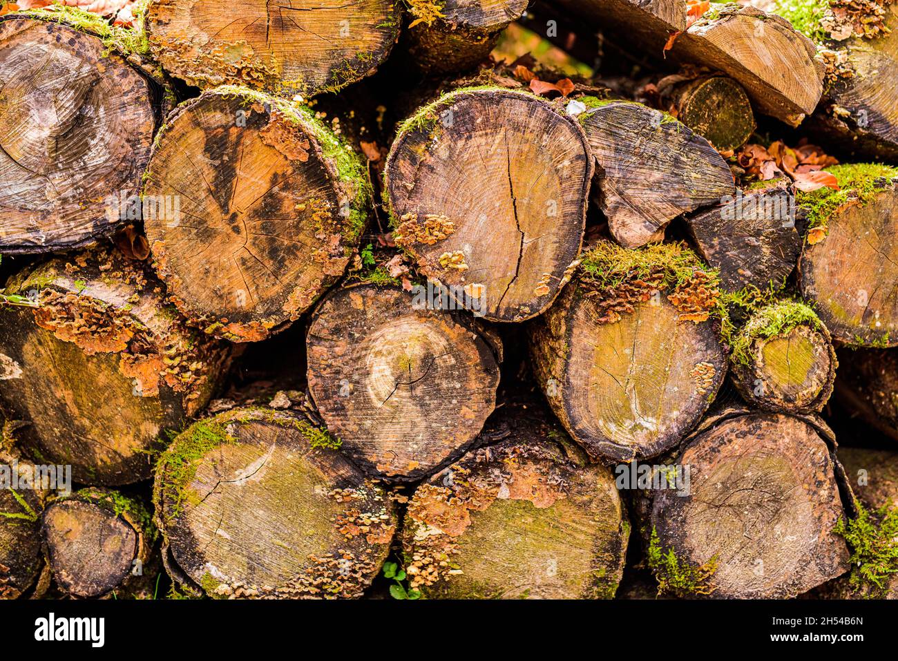 Stack of cut tree trunks in the forest, overgrown with moss and mushrooms Stock Photo