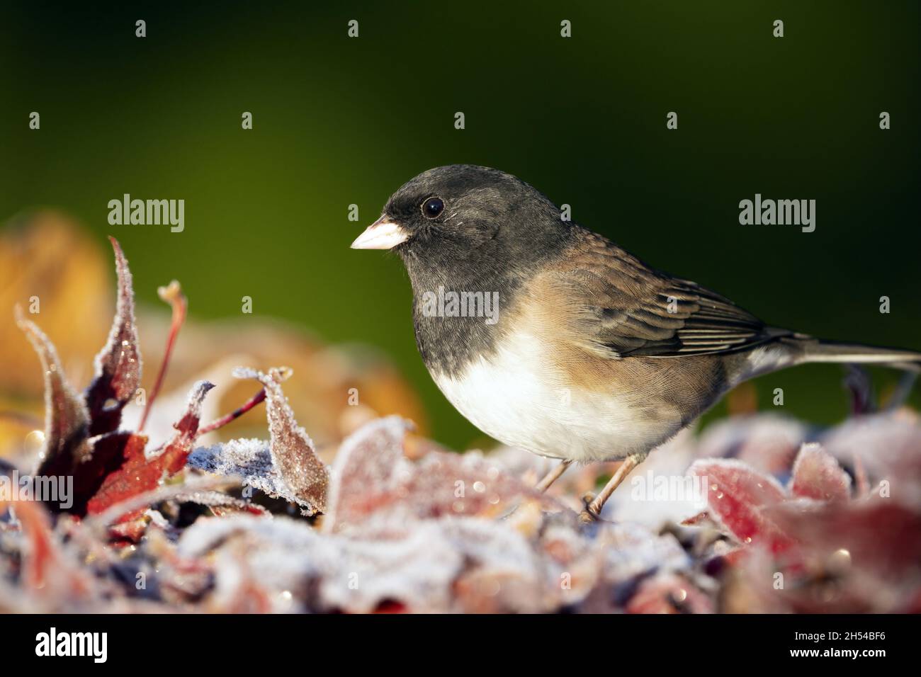 Adult male dark-eyed junco (Junco hyemalis Oregon) standing in frosty red autumn leaves, Washington State, USA Stock Photo
