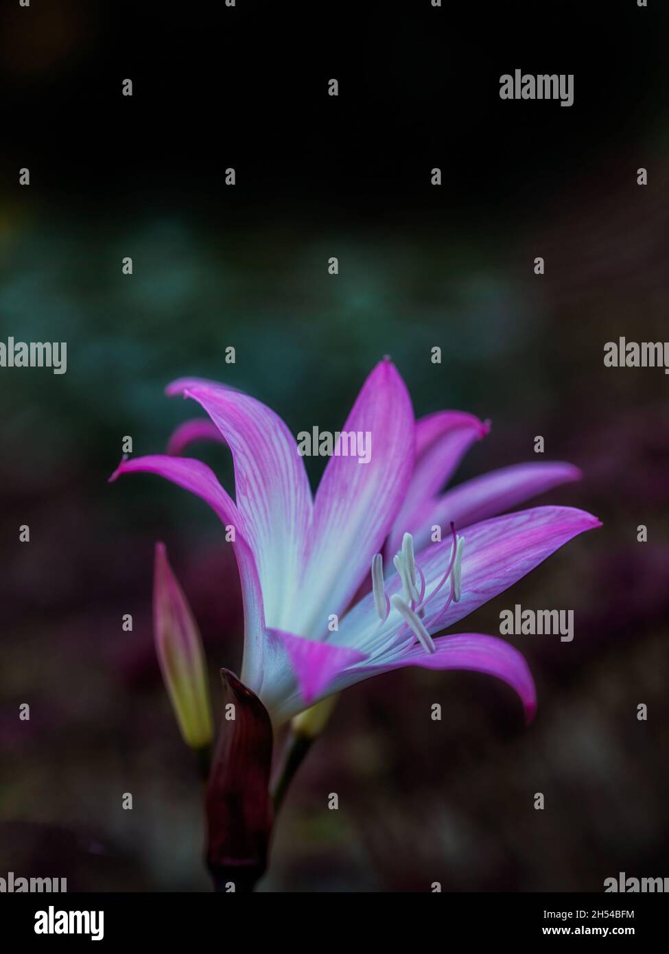 Closeup of a single flower of Jersey lily (Amaryllis belladonna) in a