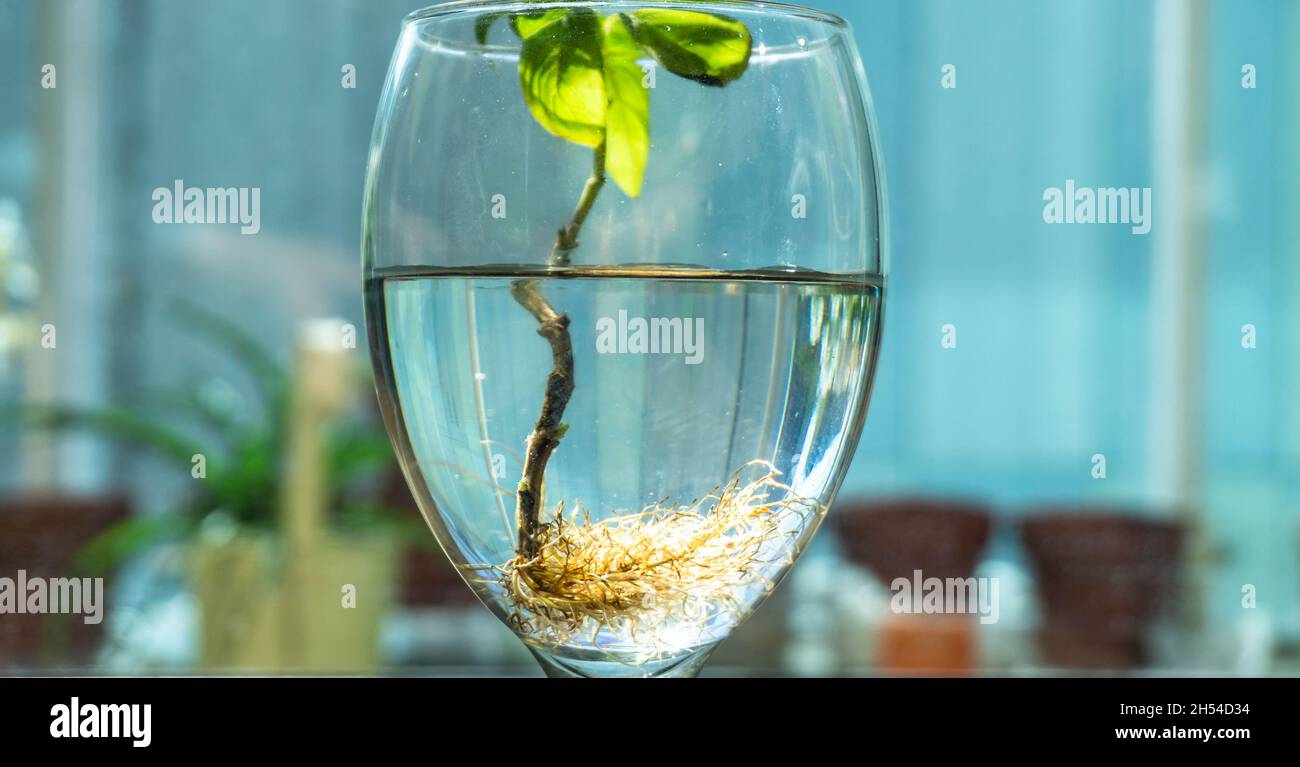 Basil with roots in water in wine galss on balcony. Many roots in water